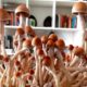 Champignons hallucinogènes