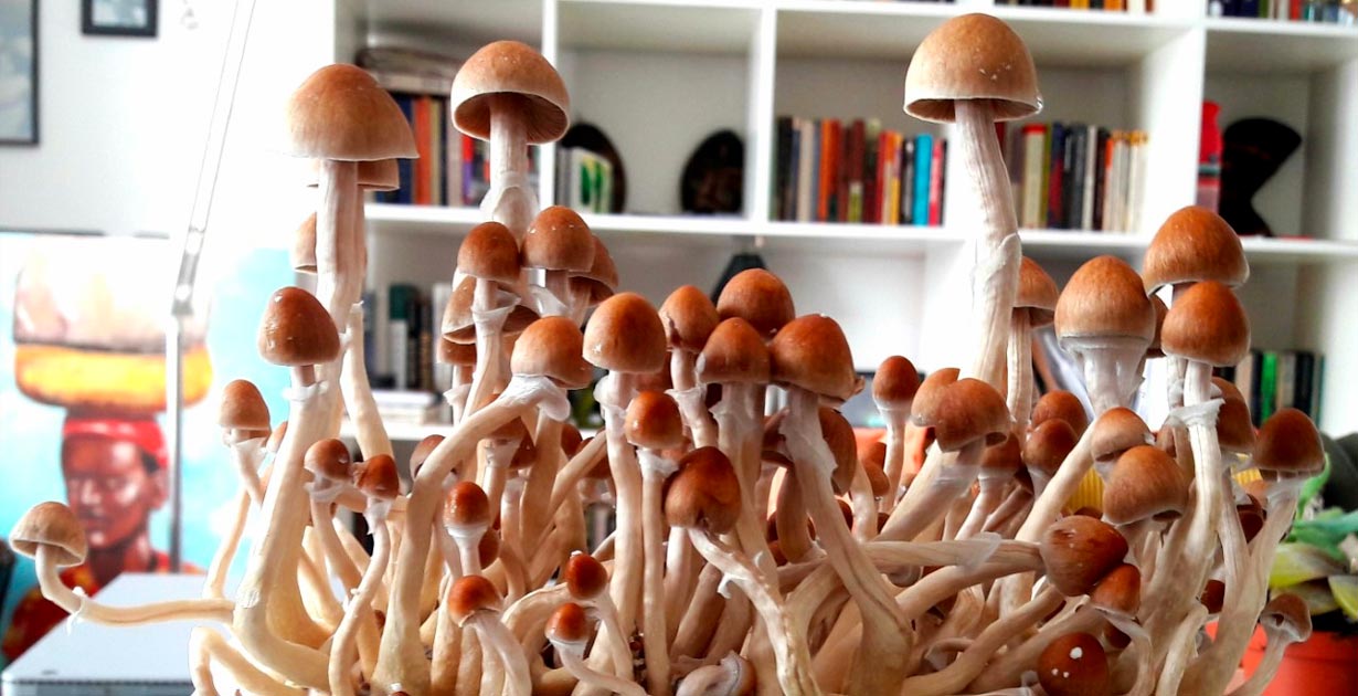 Champignons hallucinogènes