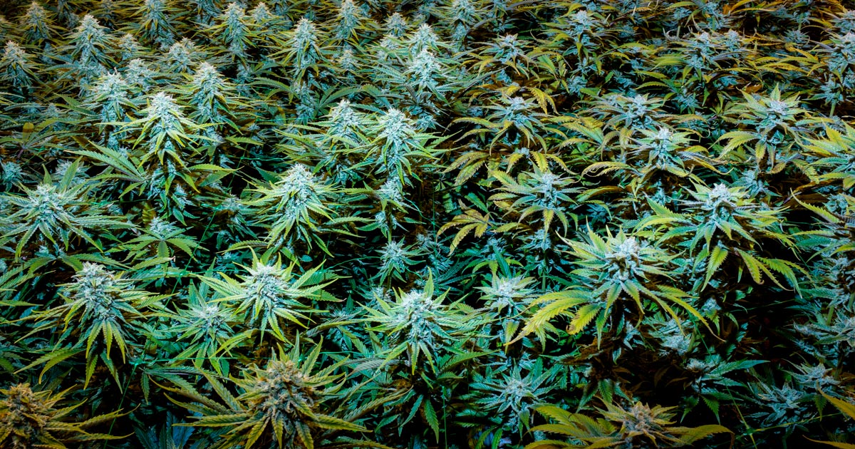 Cannabis médical au Dakota du Sud