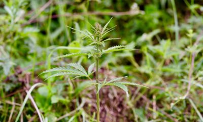 Cannabis originaire de Chine