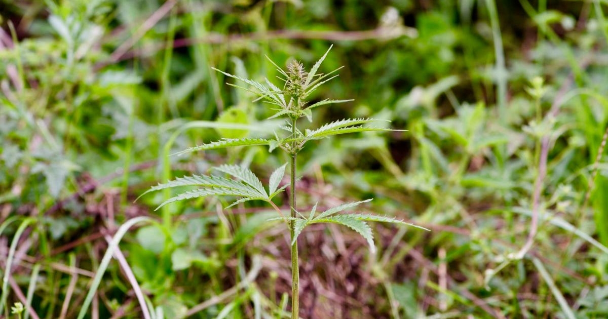 Cannabis originaire de Chine