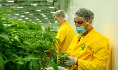 Cannabis en Macédoine du Nord