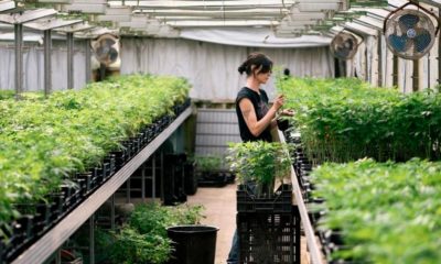 Sondage sur la légalisation du cannabis en Suisse