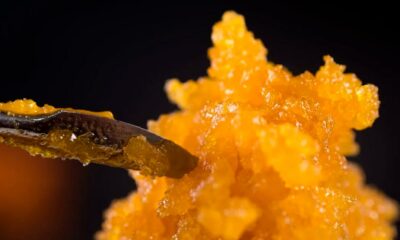 Live cannabis resin