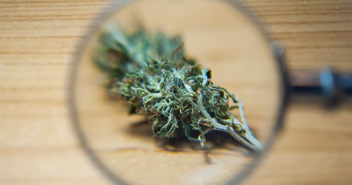 Rapport sur la légalisation du cannabis au Colorado