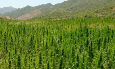 Légalisation du cannabis thérapeutique au Maroc