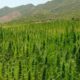 Légalisation du cannabis thérapeutique au Maroc