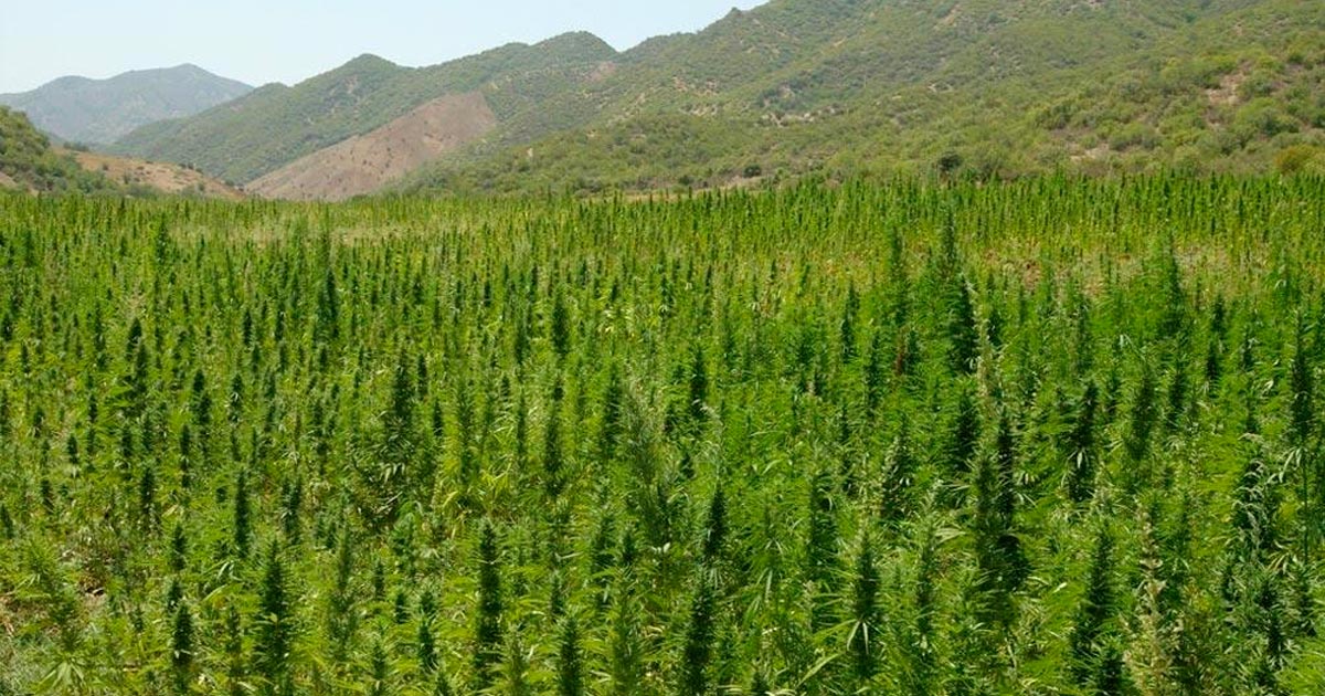 Légalisation du cannabis thérapeutique au Maroc