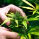 Légalisation du cannabis médical en Indonésie