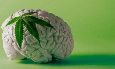 Cannabis et cerveau