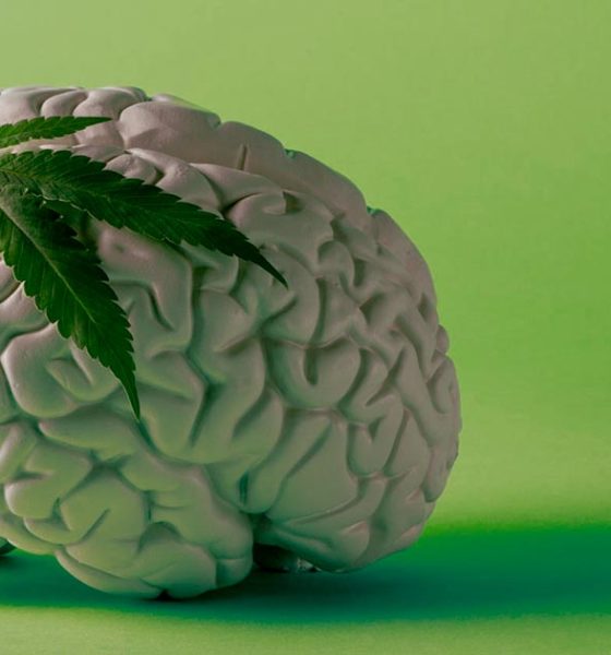 Cannabis et cerveau