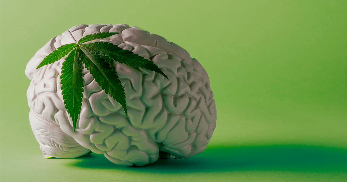 Cannabis et cerveau