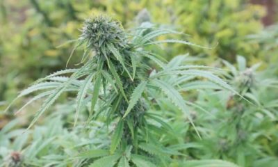 Cannabis médical en Polynésie