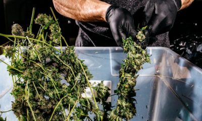 Légalisation du cannabis et crimes