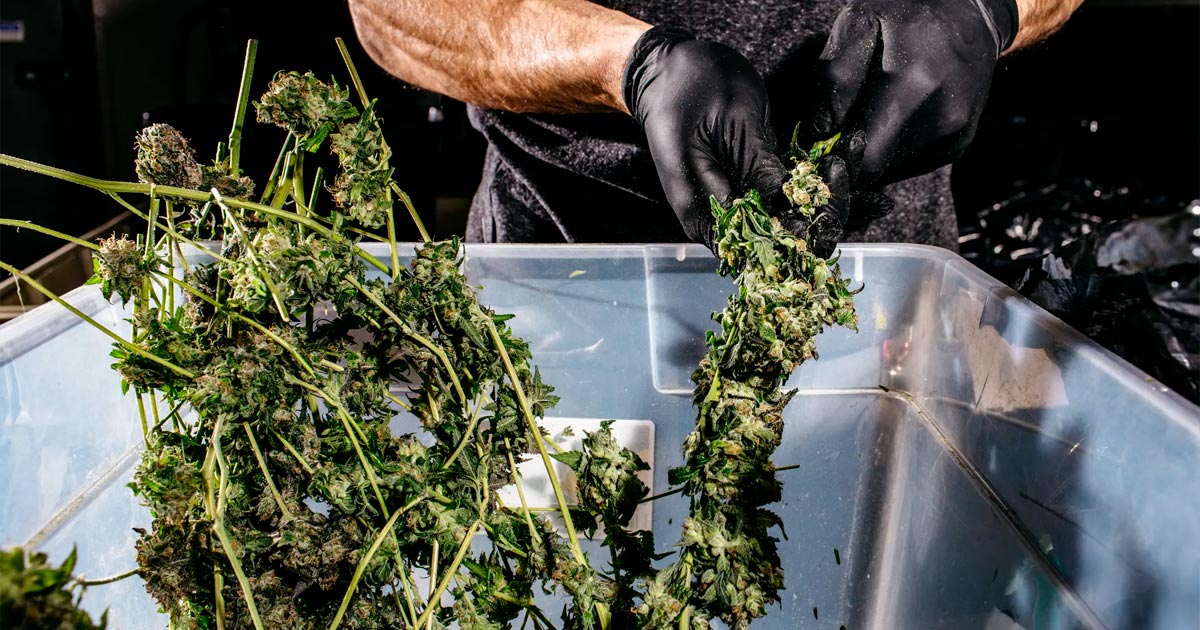 Légalisation du cannabis et crimes
