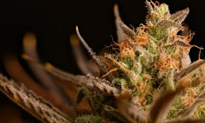 Cannabinol et Alzheimer