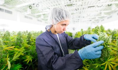 Cannabis médical en République Tchèque