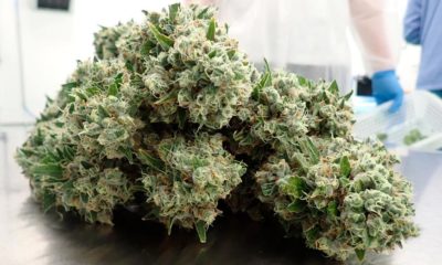 Cannabis médical de Demecan