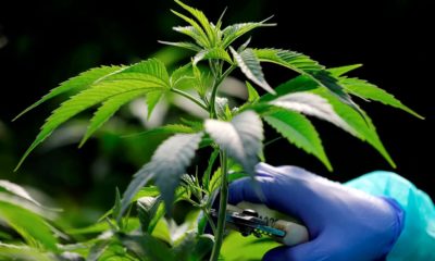 Recherches sur le cannabis en 2021