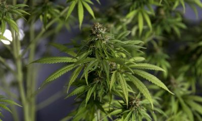 Dépénalisation du cannabis en Thaïlande