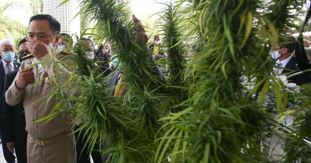 Protection des variétés de cannabis en Thaïlande
