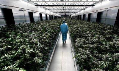 Cannabis médical en Nouvelle-Zélande