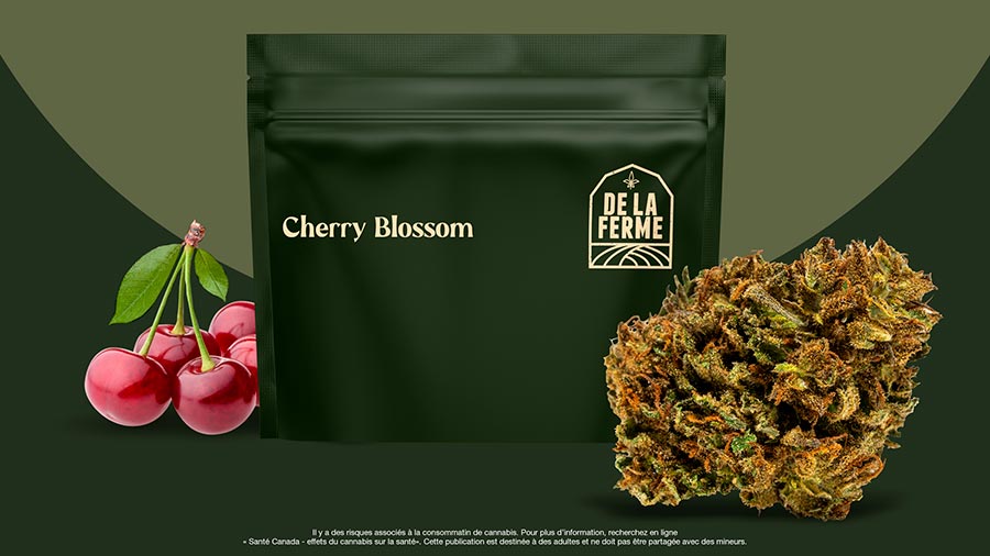 Cherry Blossom CBD