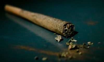 Enquête sur la légalisation du cannabis auprès de psychiatres