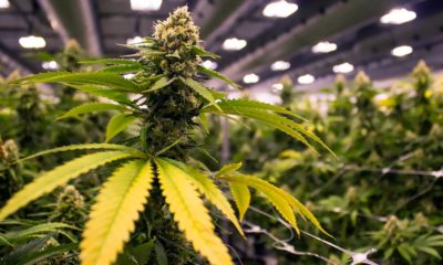 Industrie du cannabis au Canada