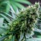 Malte incite à la légalisation du cannabis
