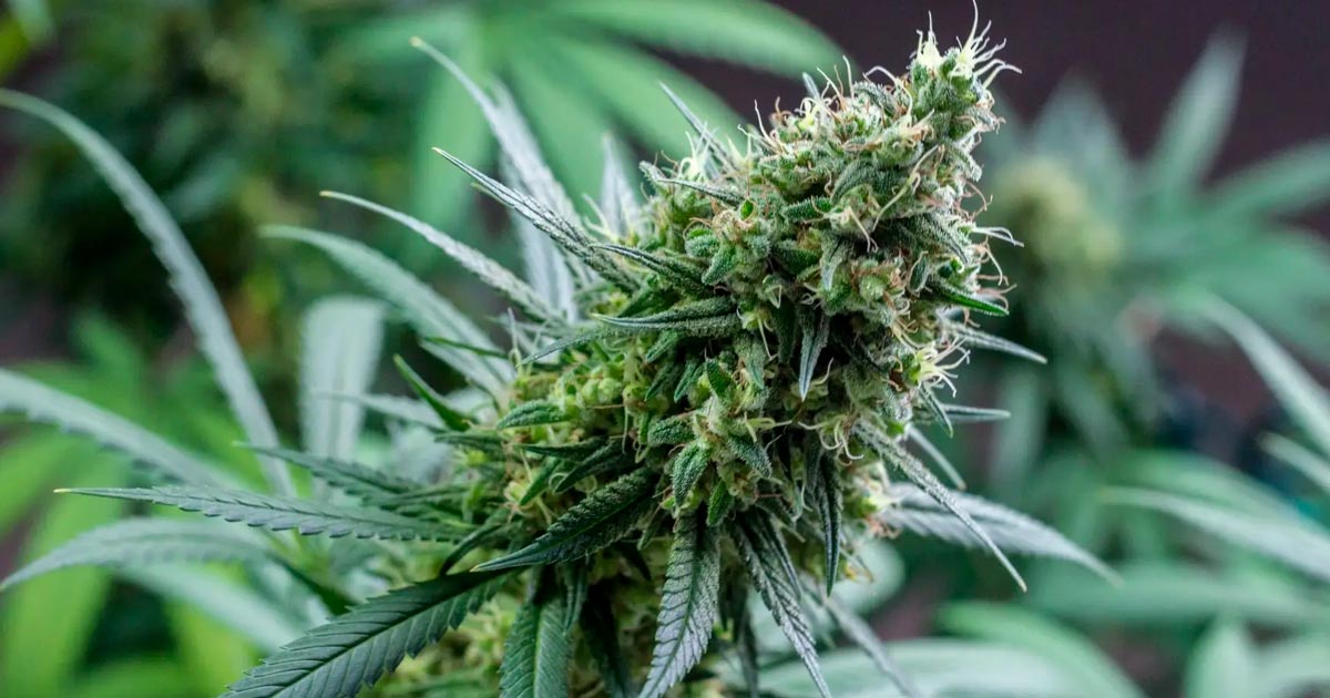 Malte incite à la légalisation du cannabis