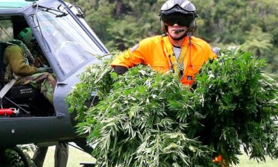 Eradication de cannabis en Nouvelle-Zélande