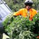 Eradication de cannabis en Nouvelle-Zélande