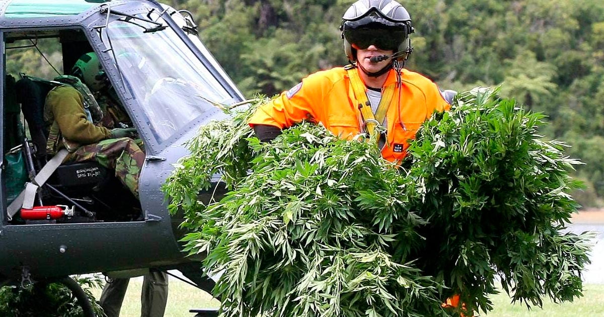 Eradication de cannabis en Nouvelle-Zélande