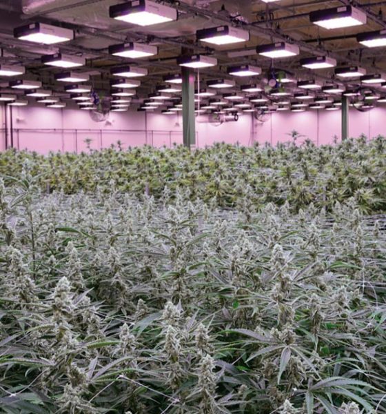 Une plantation de cannabis en Israel