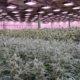 Une plantation de cannabis en Israel