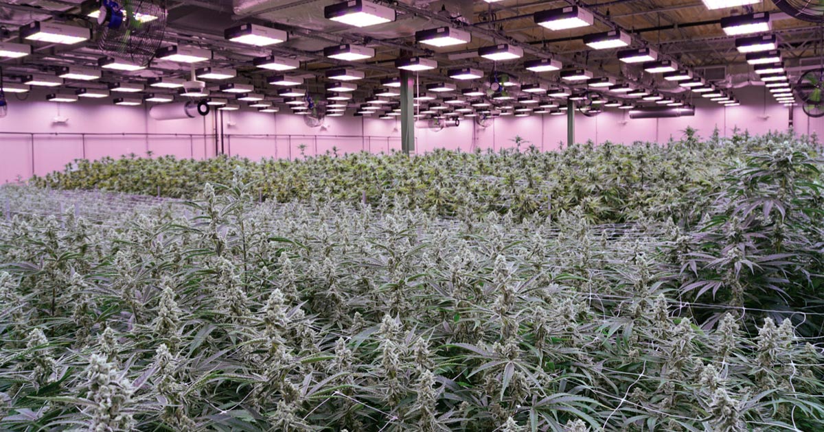 Une plantation de cannabis en Israel