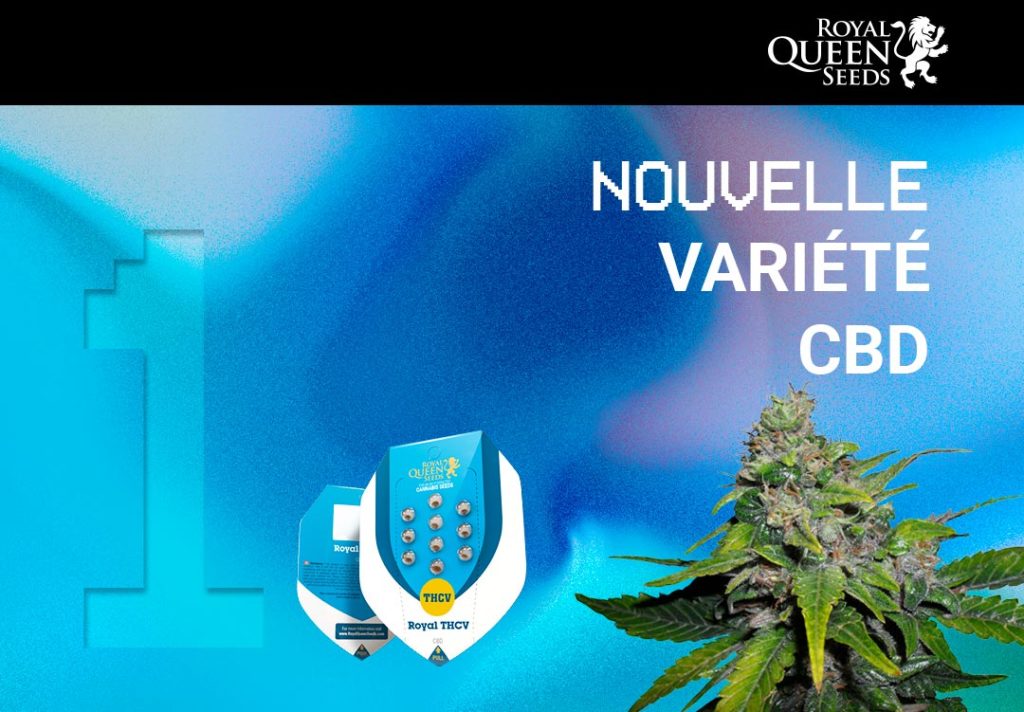 Variété CBD THCV