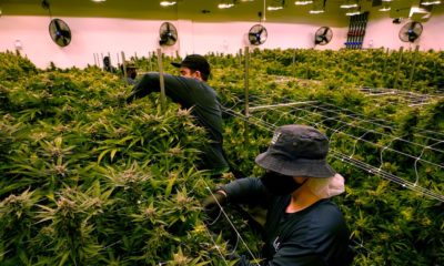 Emplois 2022 dans le cannabis aux Etats-Unis