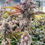 Marshmallow OG