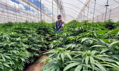 Production de cannabis au Portugal