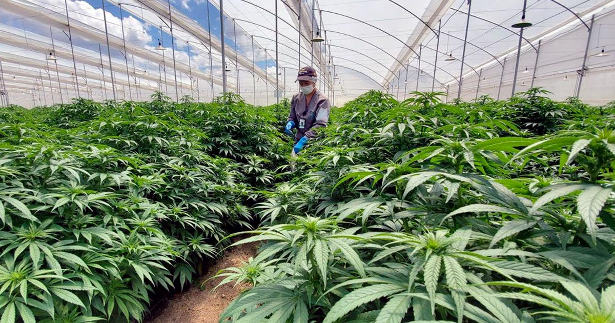 Production de cannabis au Portugal