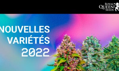 Nouvelles variétés Royal Queen Seeds