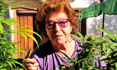 Abuela Marijuana