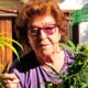 Abuela Marijuana