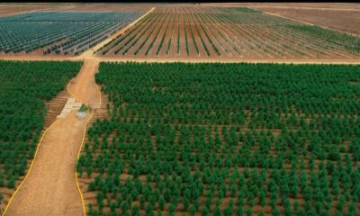 Ferme de cannabis au Portugal