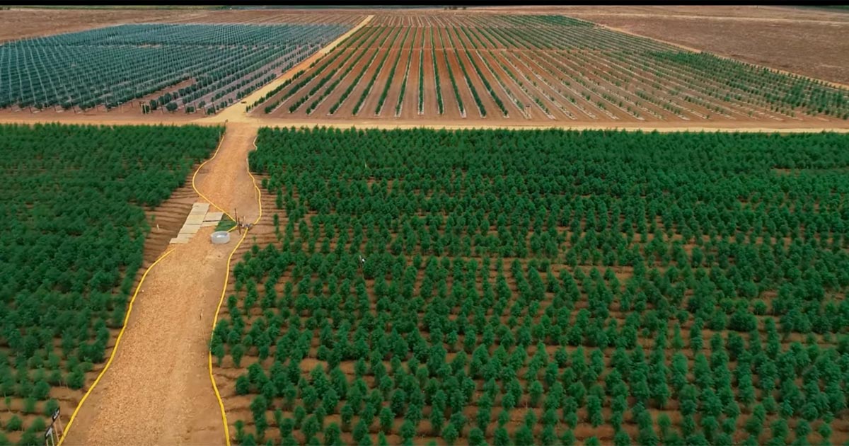 Ferme de cannabis au Portugal