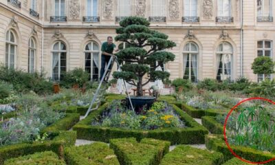 Du chanvre à l'Elysée