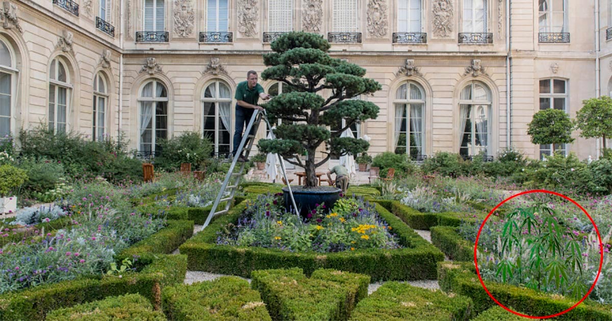 Du chanvre à l'Elysée