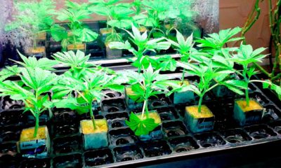 Clones de cannabis